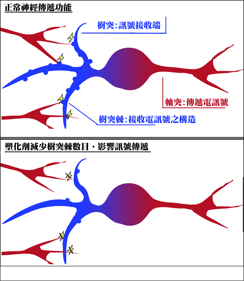 neuron transmission and plasticiser.jpg