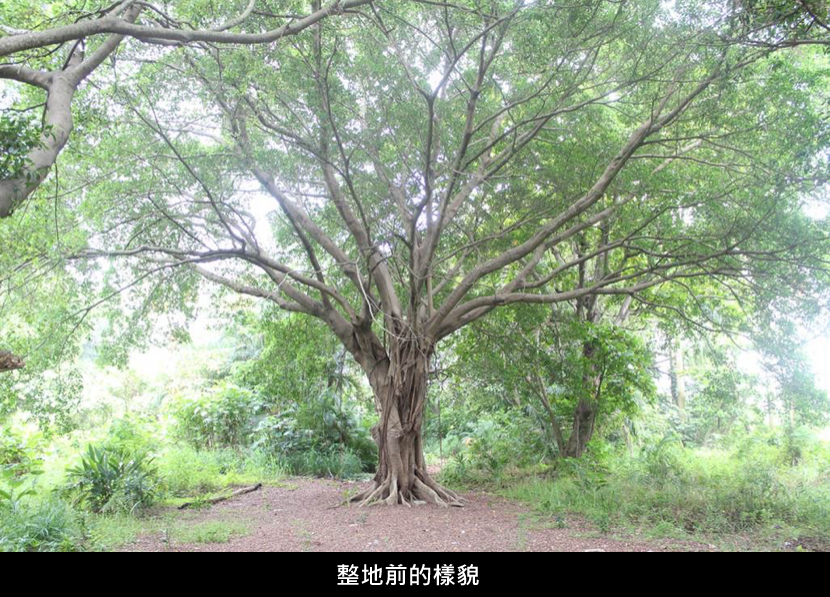 20151102tree1.png