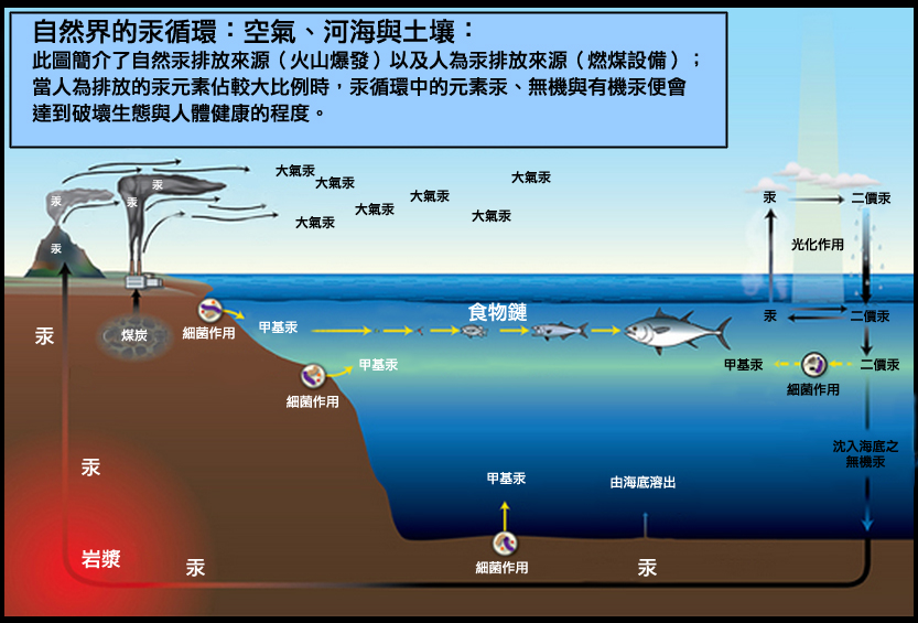 food chain Hg