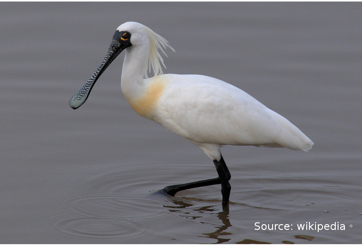 20150128blackface-spoonbill.jpg