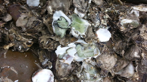 20140525greenoyster_singwu_stonetidalweir.jpg