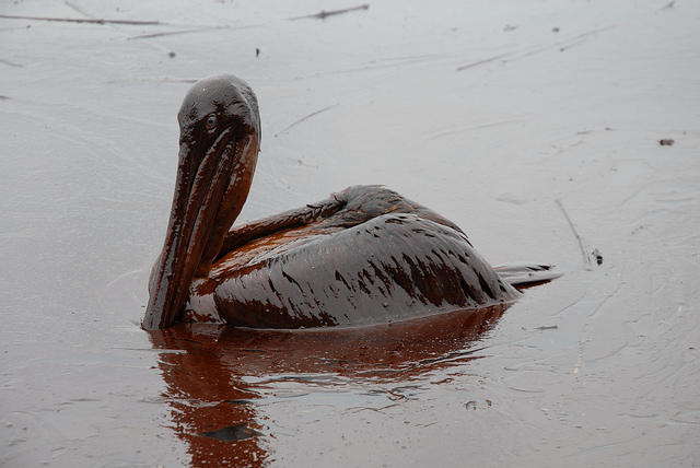 oiled-pelican.jpg