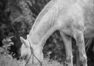 20240604-node1562-horse-pexels-rosita.jpg