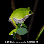 20151102 tree frog