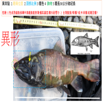 20161109deformed_fish