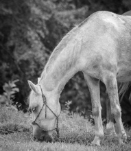 20240604-node1562-horse-pexels-rosita.jpg