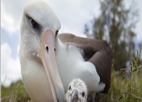 albatross_movie_poster.jpg
